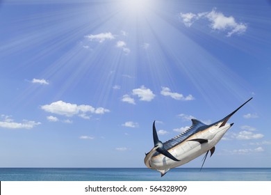 Marlin - Swordfish,Sailfish saltwater fish (Istiophorus)with sun light sea and sky background