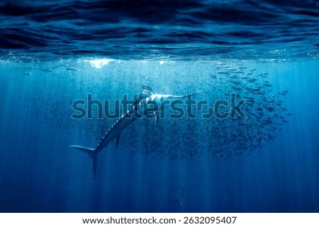 Marlins glide gracefully through dense schools of fish beneath the surface of the water in Baja California, Mexico, showcasing a dynamic underwater ecosystem filled with life.