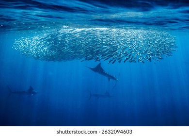 Marlins are seen skillfully chasing a large school of bait fish while surrounded by the turquoise waters of Baja California, Mexico. This natural spectacle showcases marine life.