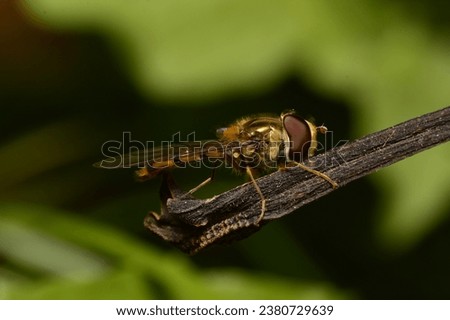 A marmalade fly sits on a dry blade of grass