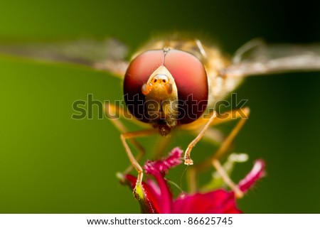 Similar – Image, Stock Photo Cuddly Nature Plant Animal