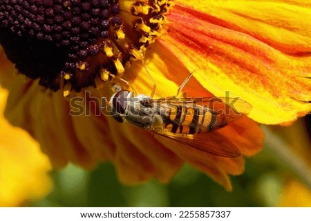 A Marmalade Hoverfly (Episyrphus balteatus) feeding on a Sneezeweed flower.