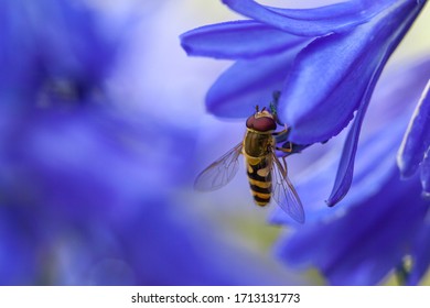 Marmalade Hoverfly, Episyrphus Balteatus, On Blue Agapanthus Flower, UK.  With A Blurred Blue Background.