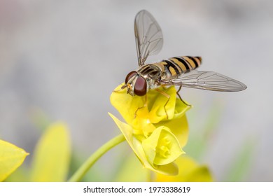 Marmalade hoverfly, Episyrphus balteatus, posed on a yellow flower - Powered by Shutterstock