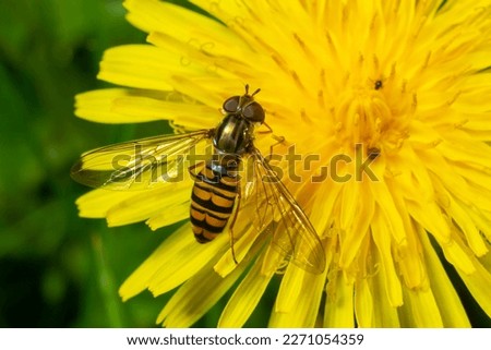 Marmalade hoverfly, Episyrphus balteatus, posed on a yellow flower.