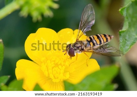 Marmalade hoverfly Episyrphus balteatus sunning