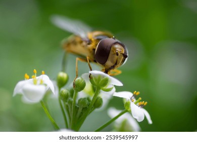 marmalade hoverfly, insect, macro, close-up, fauna, flora, nectar - Powered by Shutterstock