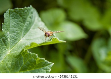 marmalade hoverfly resting on a leaf