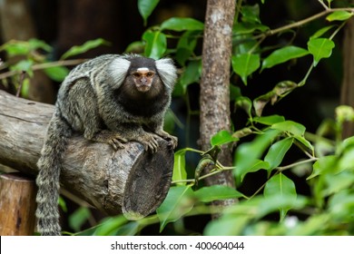 Marmoset Monkey.