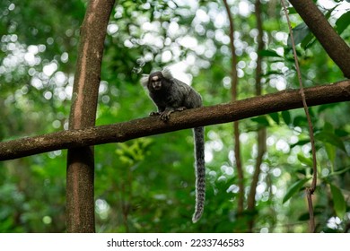 Marmoset monkey on a tree in the wild - Shutterstock ID 2233746583