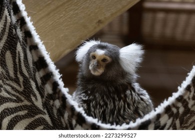 Marmoset Monkey is sitting in a black and white cradle