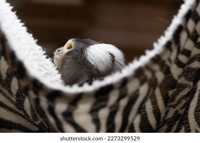 Marmoset Monkey is sitting in a black and white cradle
