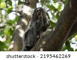 Marmoset monkeys include all species of the Callitrichidae and Pitheciidae families, as well as the genera Callithrix (the best known), Leontopithecus, Saguinus and Callimico.