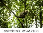A marmoset in a tree, small primate Callithrix, a genus of the family Callitrichidae, subfamily Callitrichinae, endemic to eastern and central-western Brazil, occurring mainly in the Atlantic Forest.