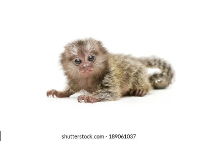 marmosets monkey