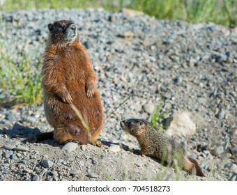 Marmot
