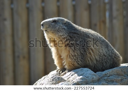 Marmot