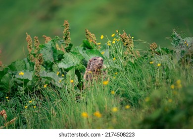 Marmot In The Alps Of The Allgäu In Germany