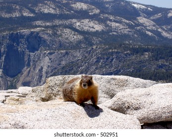 Marmot Atop Half Dome: A hungry marmot waiting to grab one's food at top of Half Dome in Yosemite