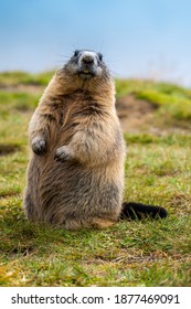 marmot in the austrian mountains
