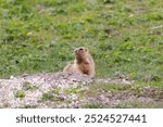 Marmot bobak lies on the grass close-up