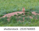 Marmot bobak on the grass on a summer day