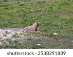 Marmot bobak on the grass on a summer day