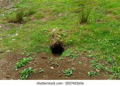 Marmot Burrow In A Vegetated Meadow