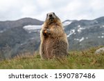 Marmot with carrot in the Alps