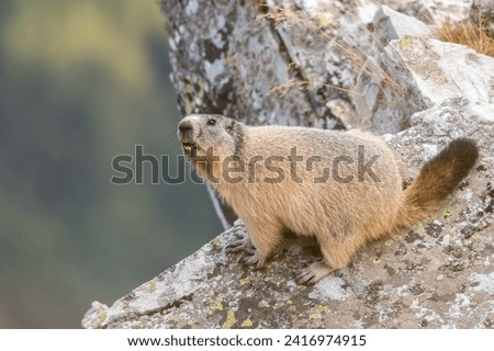 The marmot comes out of the burrow to predict the weather, Alpine marmot, Alps Mountains, Italy. Groundhog - Marmota marmota