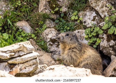 Marmot Feeding In The Vercors, France