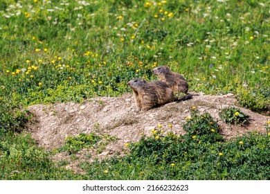 Marmot Feeding In The Vercors, France