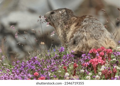 MARMOT IN THE FLOWERS. GRAN PARADISO NATIONAL PARK