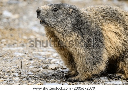 Marmot in French Alps during spring
