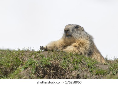 Marmot Groundhog Portrait While Stretching On Rocks And White Snow Background