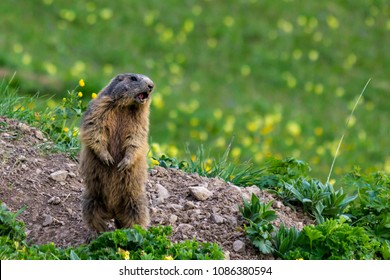 Marmot (groundhog) Standing In Alarm Position And Shouting