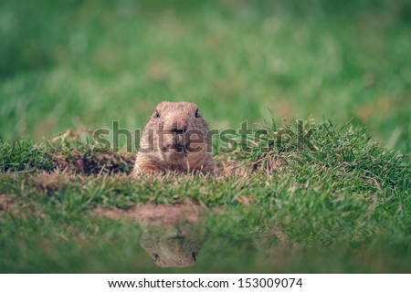 A Marmot in a Hole Looking Curiously
