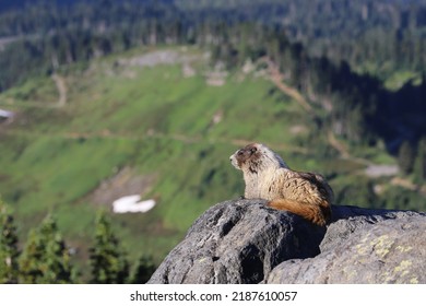 a marmot in the mountain