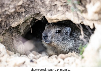 A Marmot Observes From The Entrance To Its Burrow