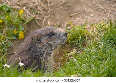 Marmot on an alpine field