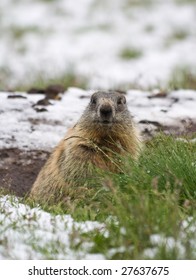 Marmot On Snow Covered Meadow