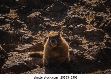 Marmot On Top Of Mount Elbert