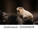 A marmot perched on a rock in a natural setting, illuminated by sunlight with a dark background