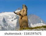 A marmot posing in front of a snowy mountain scenery in Austria