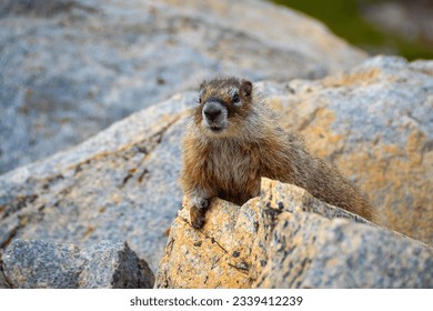 Marmot posing in the rocks along the Beartooth Highway, Montana.