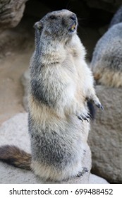 Marmot In Pyrenees In France