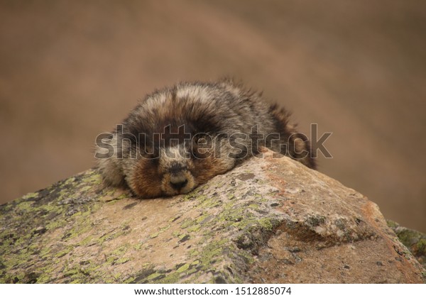 marmota sleeping