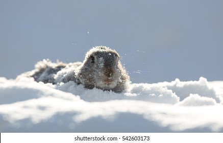 Marmot In Snow