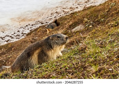 Marmot In Snow In France