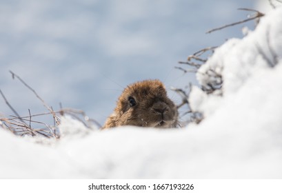 Marmot In The Snow In Winter,Groundhog Day